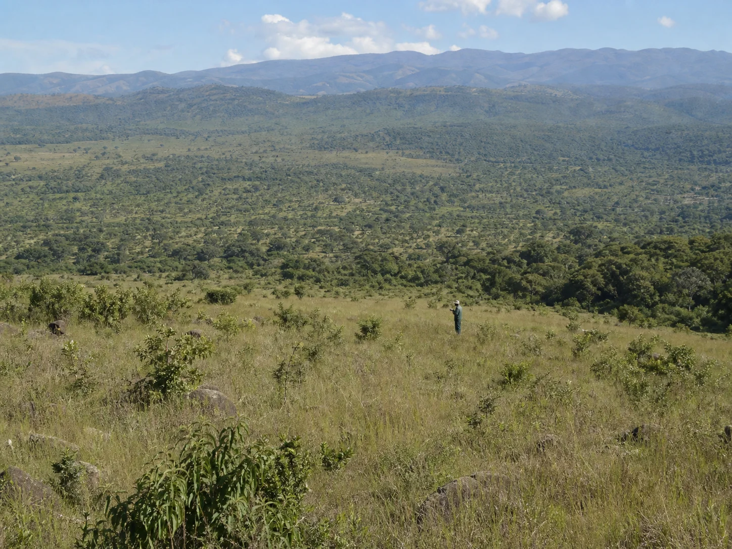 A discreet field observer records a survey reference within a broad intact Tanzanian landscape.
